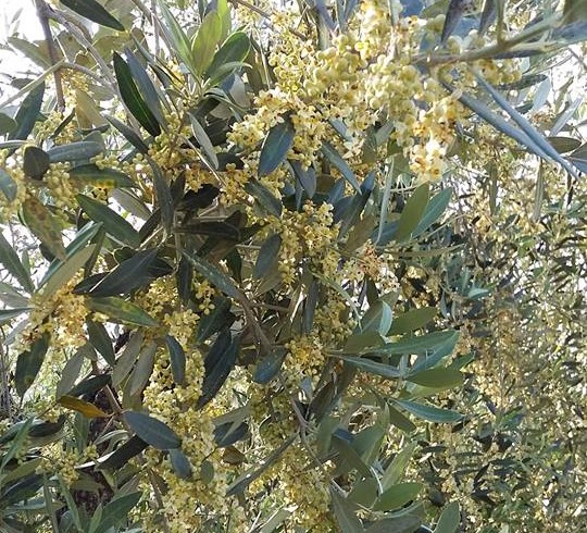 The flowering of the olive tree – 2