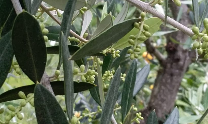 The flowering of the olive tree – 1