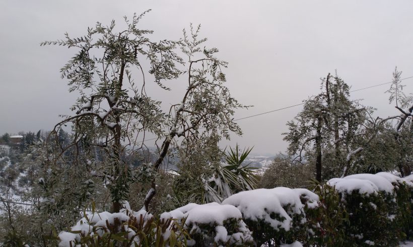 Nos oliviers en hiver : voici la neige!