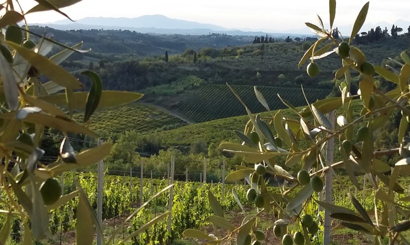 Été: temps de vacances. Voici le bon moment pour connaître nos oliviers aussi bien que notre huile d’olive extra vierge